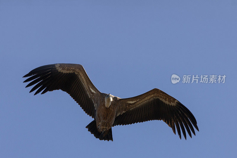 欧亚狮鹫秃鹫，Gyps fulvus，翱翔